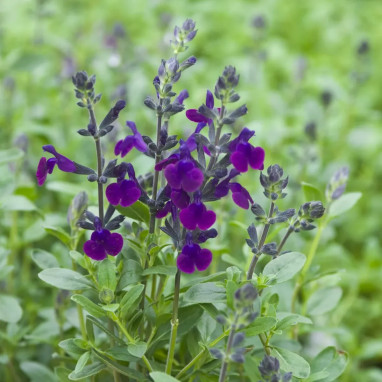 Salvia x jamensis 'Violette de Loire' - Salvia | Achat producteur