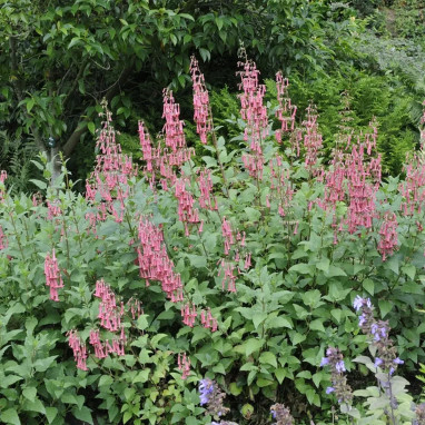 Phygelius capensis - Phygelius | Achat direct au producteur