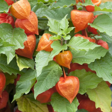 Physalis alkekengi 'Zwerg' - Physalis | Achat direct au producteur