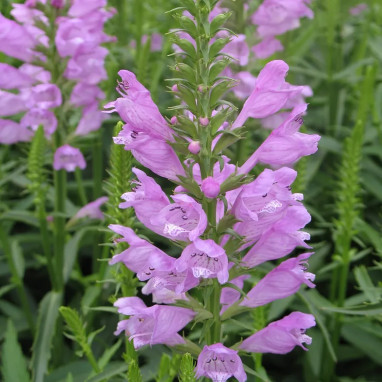 Physostegia virginiana 'Rosea' - Physostegia | Achat producteur
