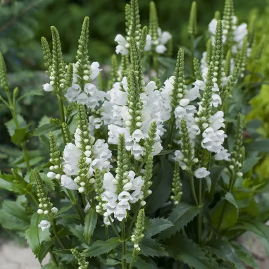 Physostegia virginiana 'Alba' - Physostegia | Achat direct au producteur