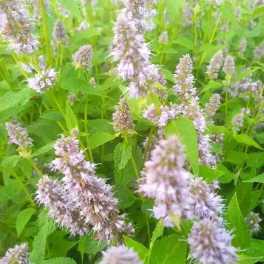 Agastache 'Blue Fortune' - Agastache | Achat direct au producteur
