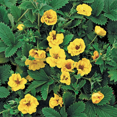 Potentilla atrosanguinea 'Golden Starlit' | Achat direct au producteur