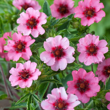 Potentilla nepalensis 'Miss Willmott' | Achat direct au producteur
