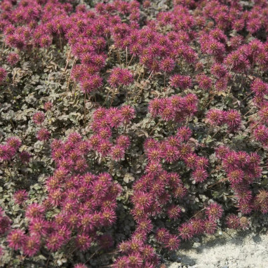 Acaena microphylla 'Kupferteppich' - Acaena | Achat producteur