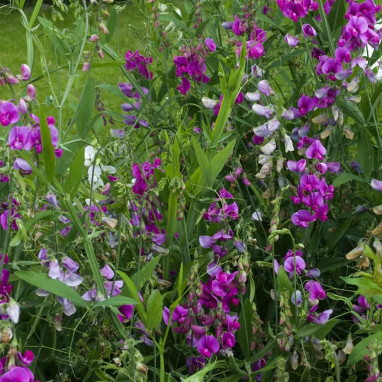 Lathyrus latifolius 'Pearl Mix' - Lathyrus | Achat direct au producteur