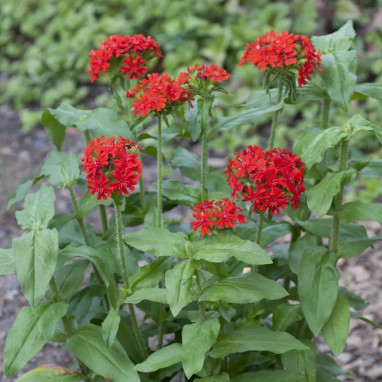 Lychnis chalcedonica - Croix de Jérusalem | Achat direct au producteur