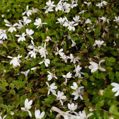 Pratia pedunculata 'Alba' - Pratia | Achat direct au producteur