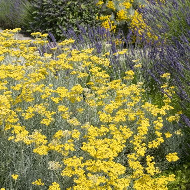 Immortelle d'Italie - Helichrysum italicum | Achat direct au producteur