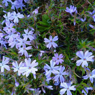 Phlox subulata 'Emerald Cushion Blue' - Phlox | Achat producteur