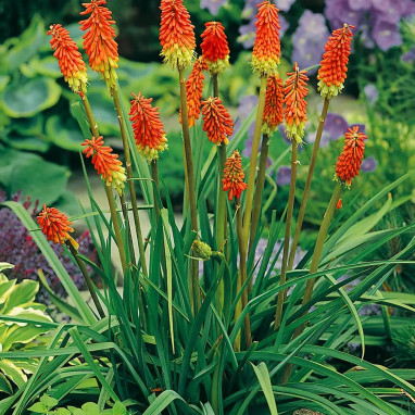 Kniphofia uvaria 'Flamenco' - Kniphofia | Achat direct au producteur