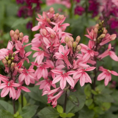 Lobelia speciosa 'Starship Rose' - Lobelia | Achat producteur