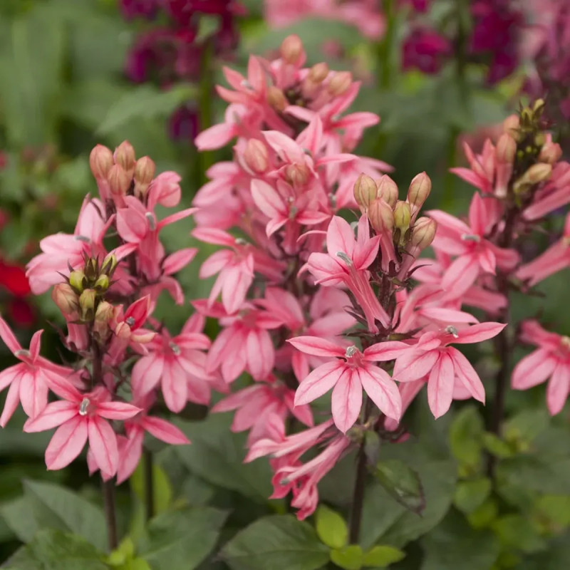 Lobelia speciosa 'Starship Rose' - Lobelia | Achat producteur