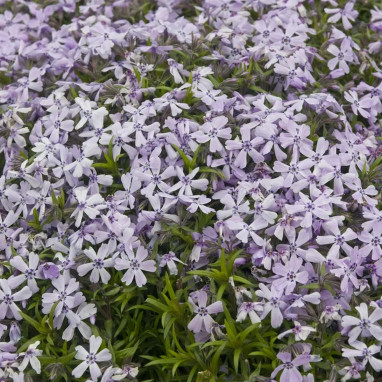 Phlox subulata 'Benita' - Phlox | Achat direct au producteur