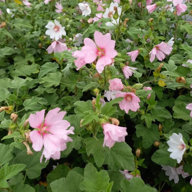 Lavatera 'Barnsley' - Malva | Achat direct au producteur