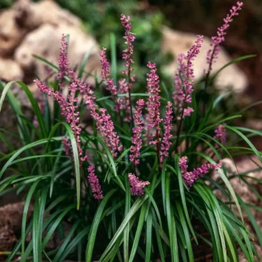 Liriope muscari 'Big Blue' - Liriope | Achat direct au producteur