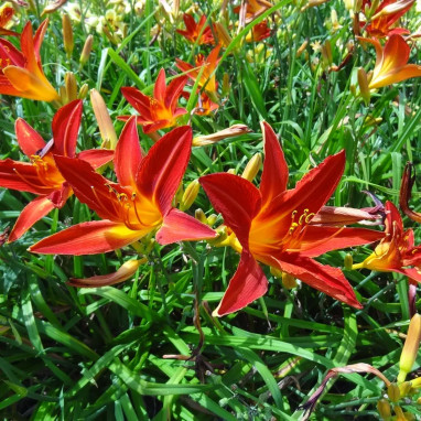 Hemerocallis 'Red Rum' - Hémérocalle | Achat direct au producteur