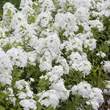 Phlox paniculata 'Mount Fuji' - Phlox | Achat direct au producteur