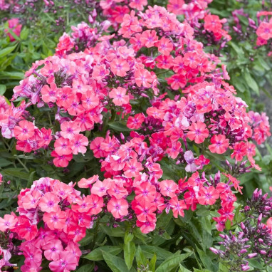 Phlox paniculata 'Jules Sandeau' - Phlox | Achat direct au producteur
