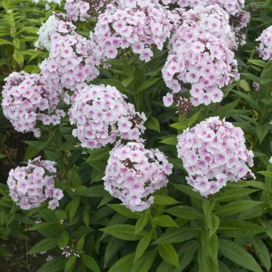 Phlox paniculata 'Graf Zeppelin' - Phlox | Achat direct au producteur