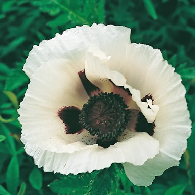 Papaver orientale 'Royal Wedding' - Papaver | Achat producteur