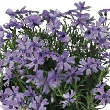 Phlox mousse 'Purple Beauty' - Phlox | Achat direct au producteur