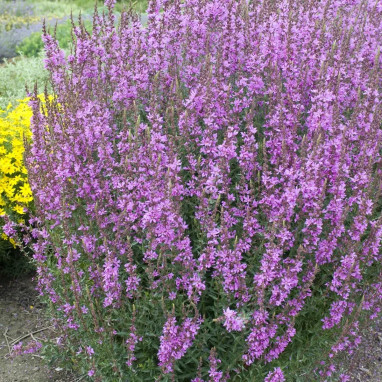 Salicaire - Lythrum salicaria | Achat direct au producteur