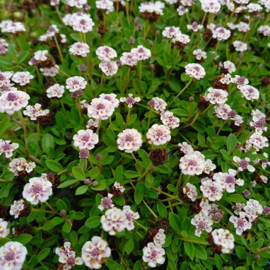 Phyla canescens - Phyla | Achat direct au producteur