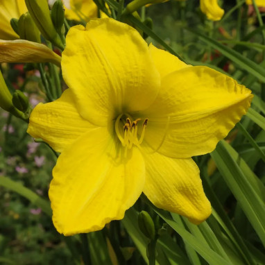 Hemerocallis 'Lemon Bells' - Lys d'un jour | Achat producteur