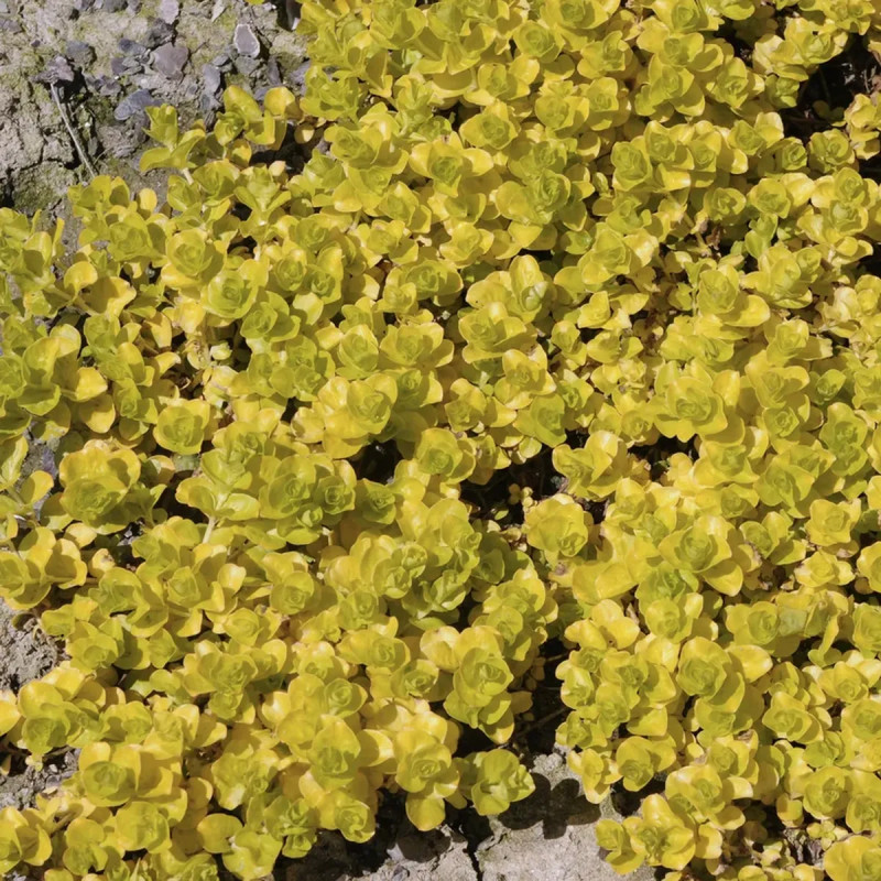 Lysimachia nummularia 'Aurea' - Lysimachia | Achat producteur