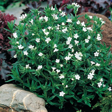 Lithodora diffusa 'Pete's Favourite' - Lithodora | Achat producteur