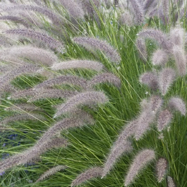 Pennisetum orientalis - Pennisetum | Achat direct au producteur
