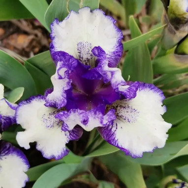 Iris pumila 'Fairy Ring' - Iris | Achat direct au producteur