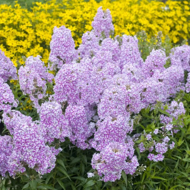 Phlox maculata 'Natascha' - Phlox | Achat direct au producteur