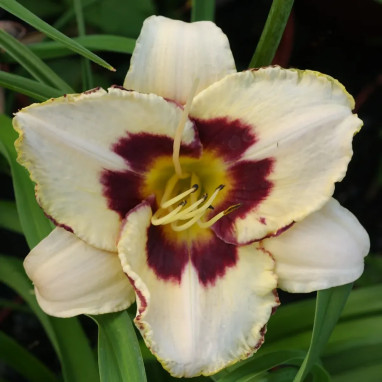 Hemerocallis 'Moonlit Masquerade' | Achat direct au producteur