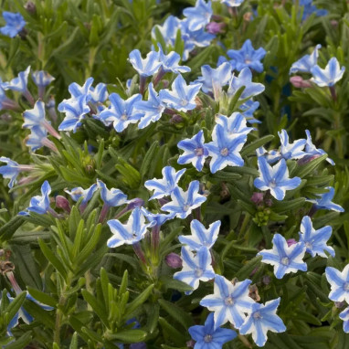 Lithodora diffusa 'Star' - Lithodora | Achat direct au producteur