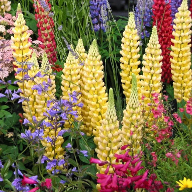Lupin nain 'Gallery Yellow' - Lupinus | Achat direct au producteur
