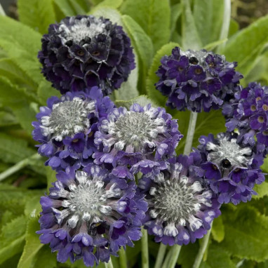 Primula capitata 'Salvana' - Primula | Achat direct au producteur