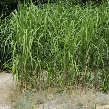 Phragmites australis - Phragmites | Achat direct au producteur