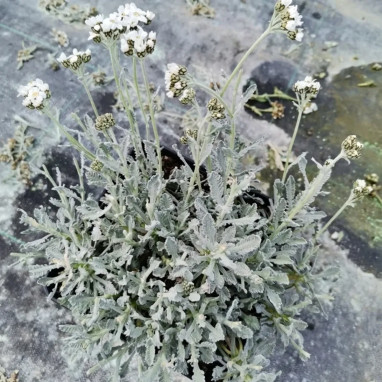 Achillea umbellata - Achillea | Achat direct au producteur