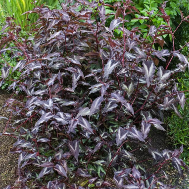 Persicaria 'Red Dragon'® - Polygonum | Achat direct au producteur