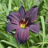 Hemerocallis 'Black Emanuelle'