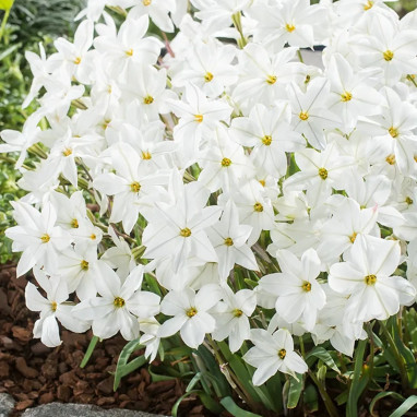 Ipheion uniflorum 'White Star' - Ipheion | Achat direct au producteur