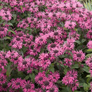 Monarda 'Pink Lace' - Monarda | Achat direct au producteur