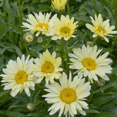 Leucanthemum 'Broadway Lights'® - Leucanthemum | Achat producteur
