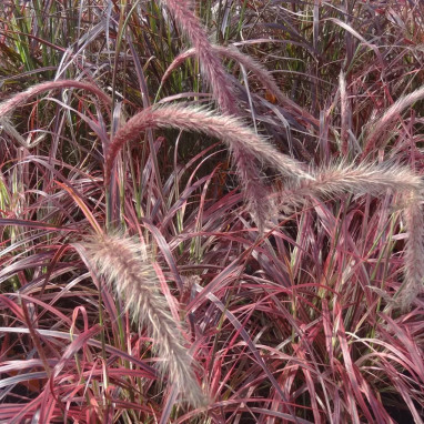 Pennisetum advena 'Fireworks' - Pennisetum | Achat direct au producteur