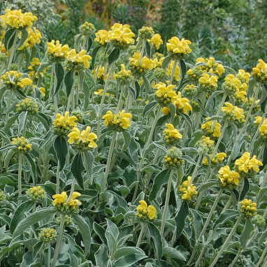 Phlomis fruticosa - Phlomis | Achat direct au producteur