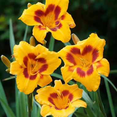 Hemerocallis 'Fooled Me' - Hémérocalle | Achat direct au producteur