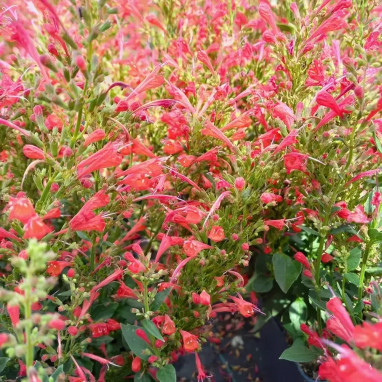 Agastache 'Kudos Coral' - Agastache | Achat direct au producteur