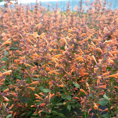 Agastache 'Kudos Mandarin' - Agastache | Achat direct au producteur